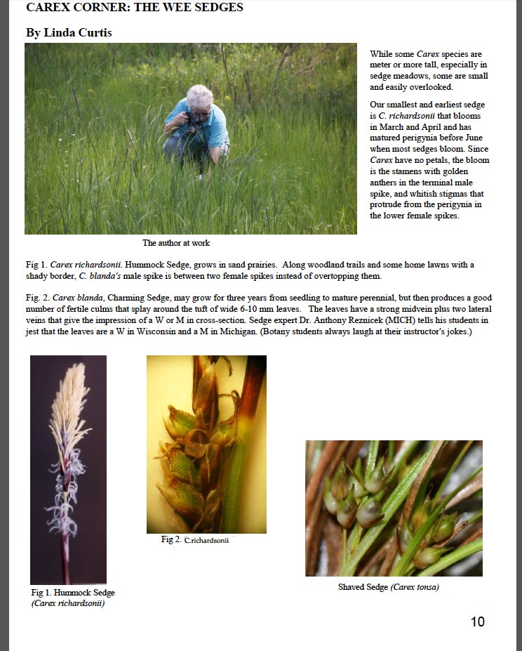 Cx Crn wee sedgesjpg