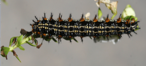 Fig. 3 Buckeye cat Linda Curtis