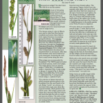 Sedges, what good are they? An article with images of Carex