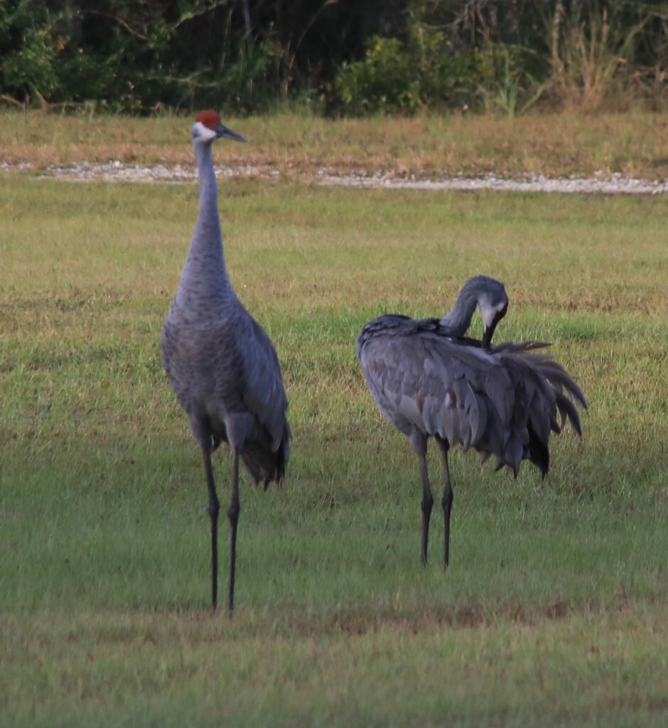 A pair of Sandhill Cranes